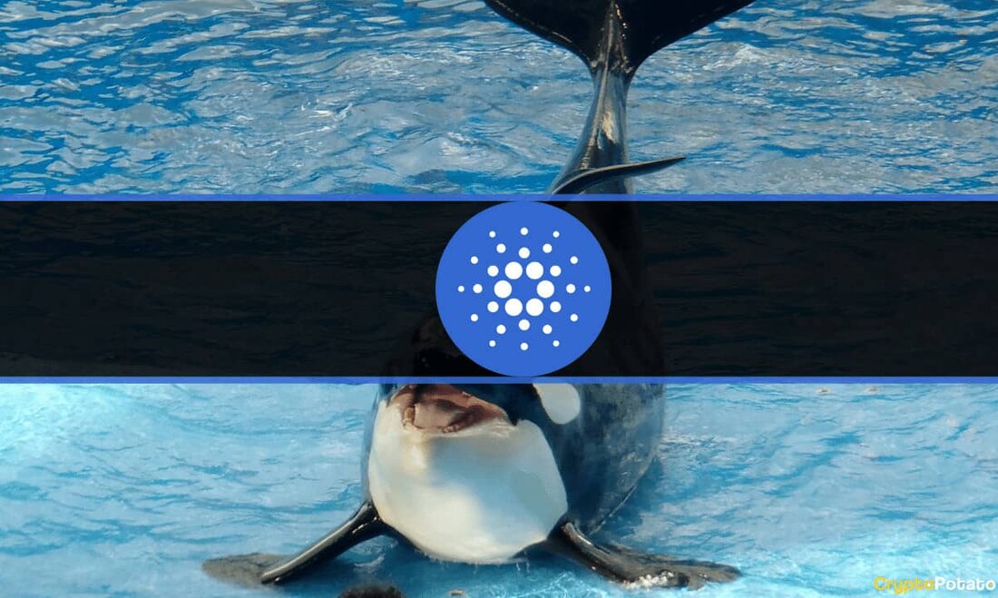Im Laufe der Jahre wurde das Cardano-Ökosystem wegen anhaltender Verzögerungen und Netzwerkaktualisierungen erheblich kritisiert. Aber ADA-Wale bleiben ungehindert. Tatsächlich haben die Top-Wale ADA angehäuft, selbst als der Token darum kämpfte, über die entscheidende Widerstandsmarke von 0,40 $ zu brechen. Mehr Gewinne für ADA? Laut On-Chain Daten Wie der Kryptoanalytiker und Händler Ali Martinez mitteilte, befinden sich ADA-Wale in den letzten zwei Wochen auf einer Akkumulationstour. In diesem Zeitraum ist es dieser Kohorte von Token-Inhabern (die zwischen 100 Millionen und 1 Milliarde ADA halten) gelungen, 560 Millionen ADA im Wert von rund 218,4 Millionen US-Dollar zu sammeln. Cardanos Kursverlauf hat sich …