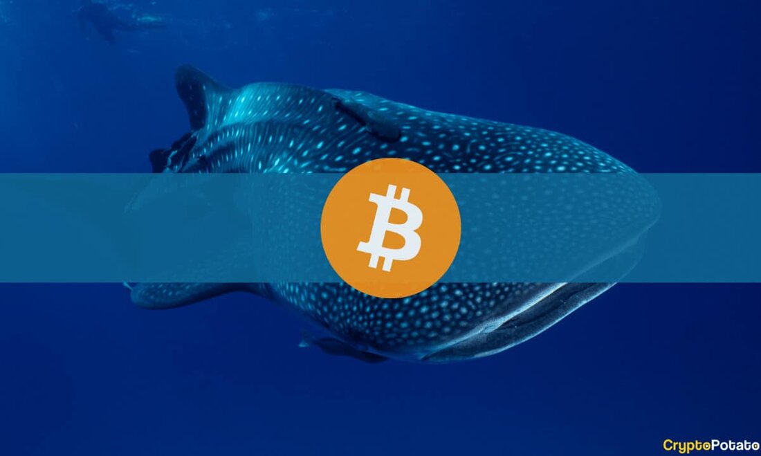 Ein Bitcoin-Wal – der seit mehr als 10 Jahren inaktiv war – erwachte am 8. Juni aus seinem Schlaf, um den gesamten Vorrat des Krypto-Assets zu übertragen. Entsprechend Daten Von der On-Chain-Analyseplattform Lookonchain wurden 1.432,93 BTC im Wert von rund 37,8 Millionen US-Dollar an die neue Adresse „bc1psv“ verschoben. Der Wal, der sich mehr als ein Jahrzehnt lang aufhielt, scheint am 9. April 2013 1.432,92 BTC erhalten zu haben, als der Preis von Bitcoin bei etwa 195,4 US-Dollar lag. Die jüngste Bewegung uralter ruhender BTC-Bestände folgt auf eine Reihe ähnlicher Transfers in den letzten Monaten. Es lässt sich schwer feststellen, &hellip;