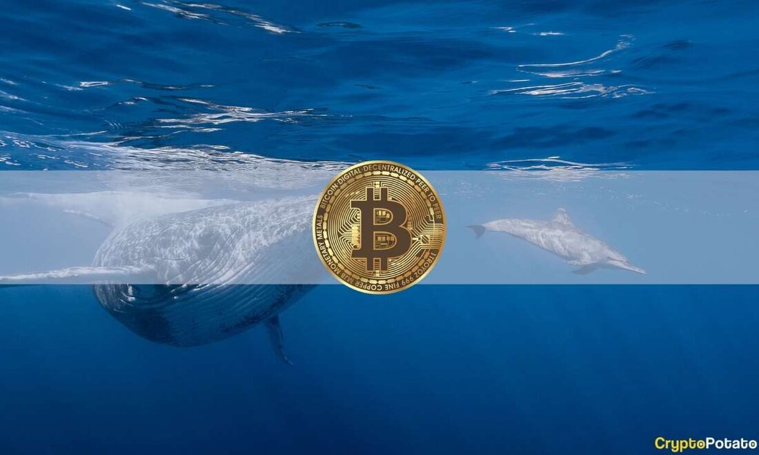 Der Preis von Bitcoin hat sich nach zahlreichen gescheiterten Versuchen, die psychologische Widerstandsmarke von 30.000 US-Dollar zu überwinden, bei rund 27.000 US-Dollar stabilisiert. Es scheint, dass das Krypto-Asset in eine Konsolidierungsphase eingetreten ist. Aber vielleicht gibt es hier eine Chance. Die Adressen wichtiger Wale haben sich in den letzten fünf Wochen stetig angesammelt, da das weltweit größte Krypto-Asset in Stagnation geraten ist. Im Berichtszeitraum sammelte diese Kohorte von Marktteilnehmern – die zwischen 1.000 und 10.000 BTC hielten – insgesamt 84.897 BTC (im Wert von etwa 2,3 Milliarden US-Dollar zu heutigen Preisen). Ein solcher Schritt deutet darauf hin, dass Anleger die …