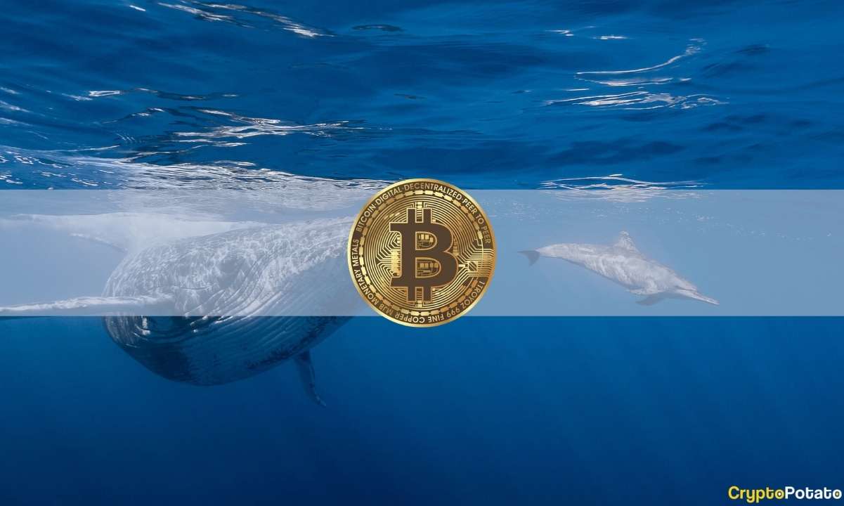 Die mysteriösen Wale oder warum Bitcoin in Stunden um mehr als 2.000 $ explodierte