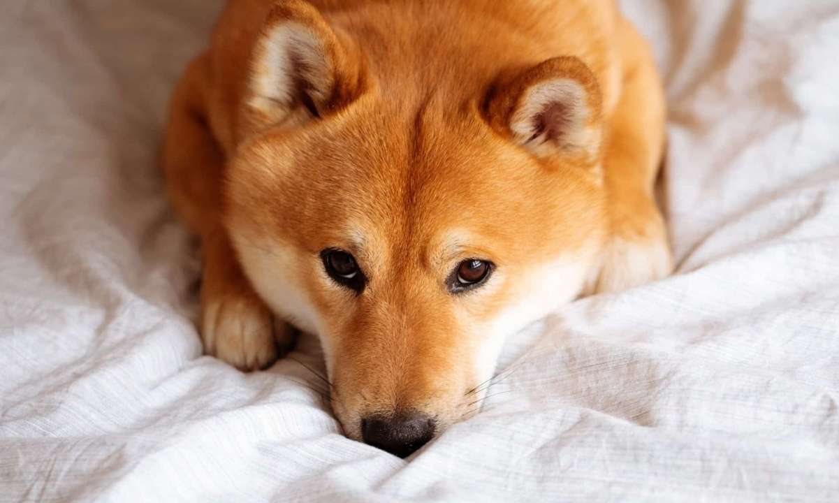 Shiba Inu Devs enthüllen die Beta-Version des Layer 2-Projekts, die diese Woche veröffentlicht wird