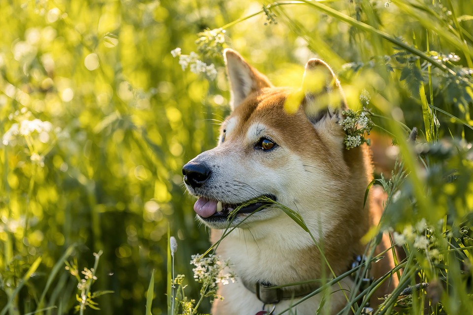 shiba 6292660 960 720 Shiba Inu auf dem Weg zum neuen Rekordhoch: Analysten optimistisch!