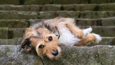 warren hound 7522874 960 720 Warren gegen Deaton: Spannende Debatten um Kryptoregulierung zeigen sich!