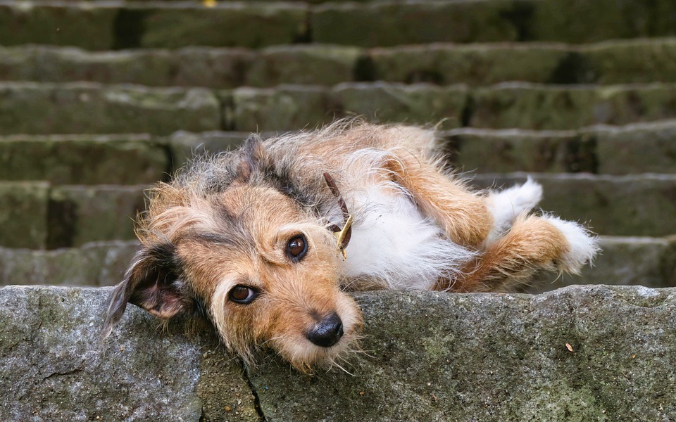 warren hound 7522874 960 720 Warren gegen Deaton: Spannende Debatten um Kryptoregulierung zeigen sich!